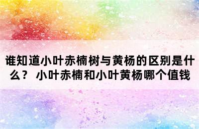 谁知道小叶赤楠树与黄杨的区别是什么？ 小叶赤楠和小叶黄杨哪个值钱